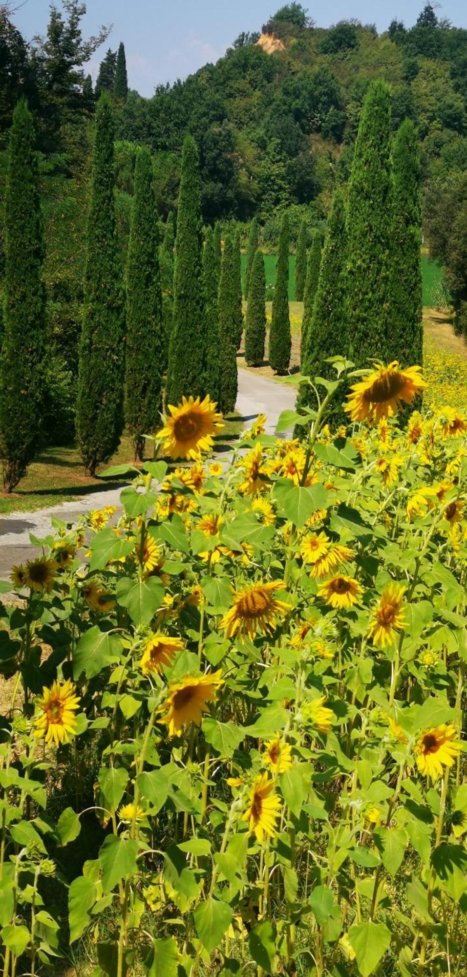 Agriturismo Cascina Cipressa San Romano  Exteriör bild